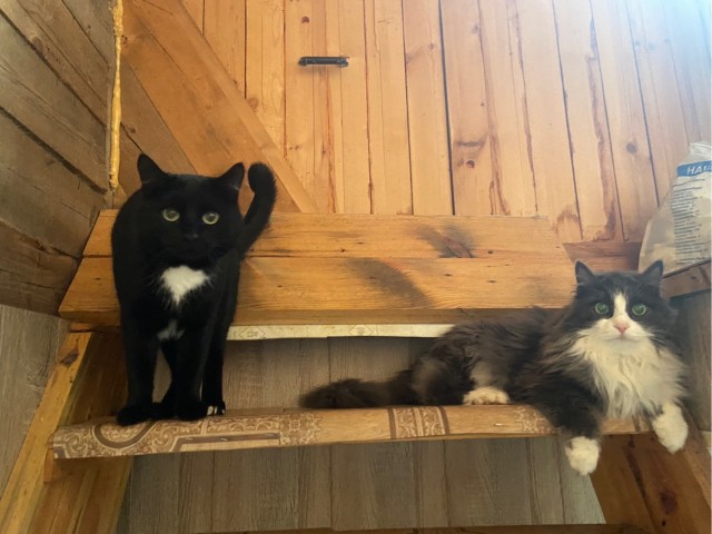 К котовторнику