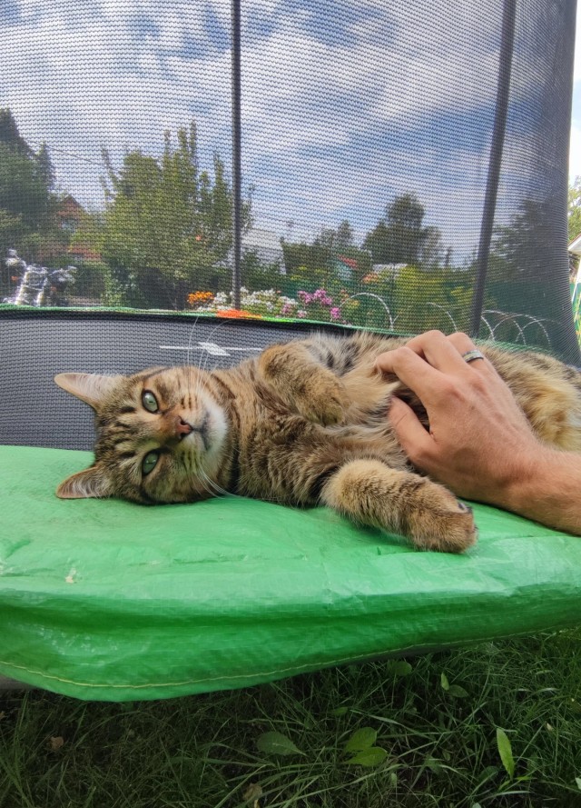 Кот во вторник