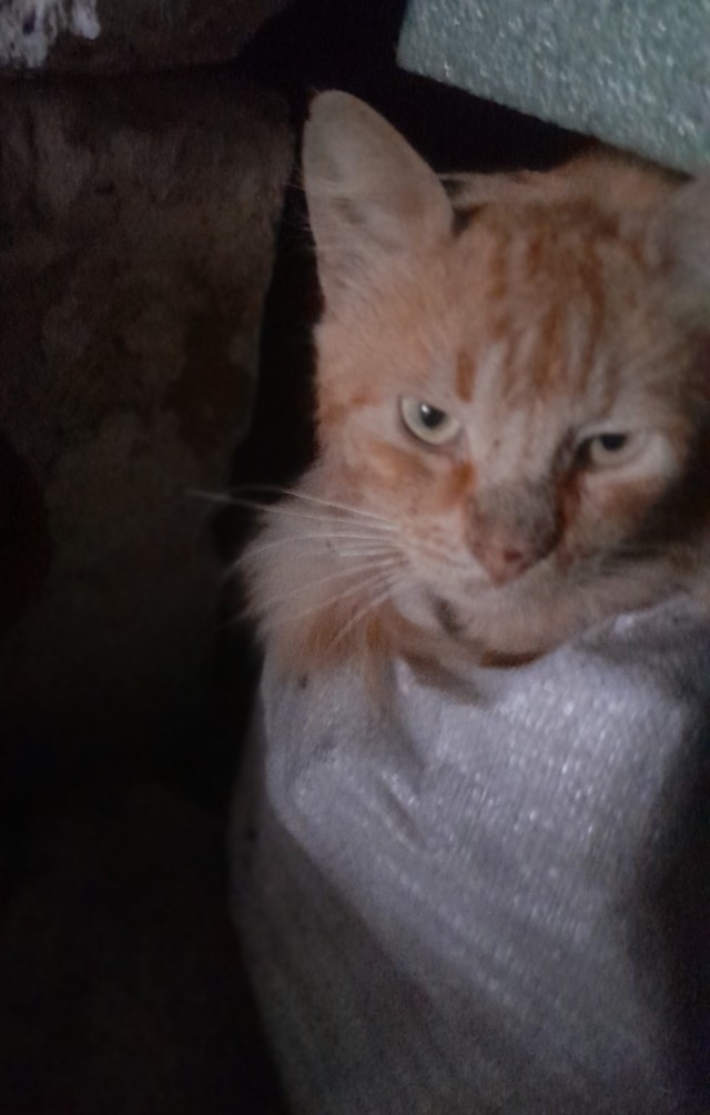 Котики и собачки, СВО и утя