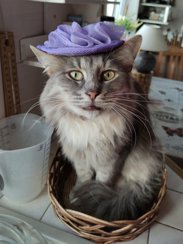 Мой котовторник..