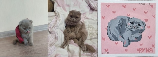 Мой котяра