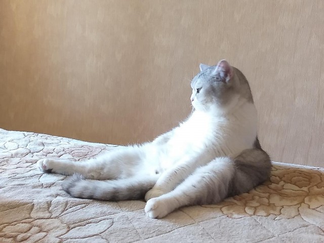 Толстые коты