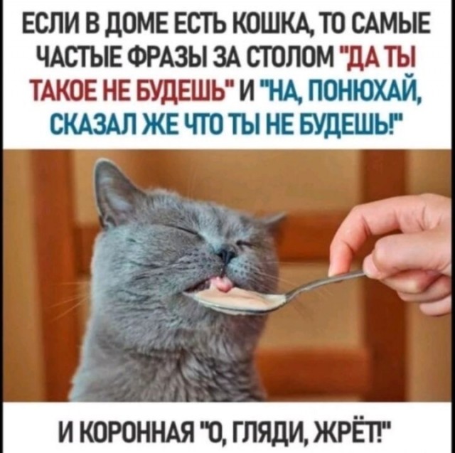 Котовтоник в картинках