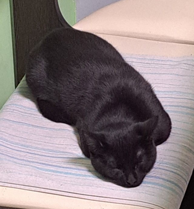 Котовторник 31.12.2024. Последний котовторник года