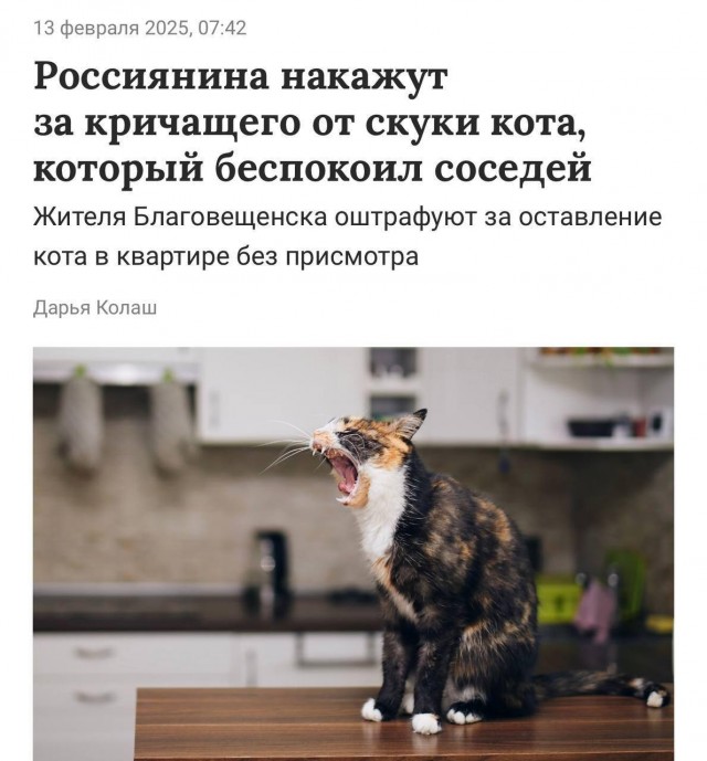 Россиянин получит штраф за громкое мяуканье кота