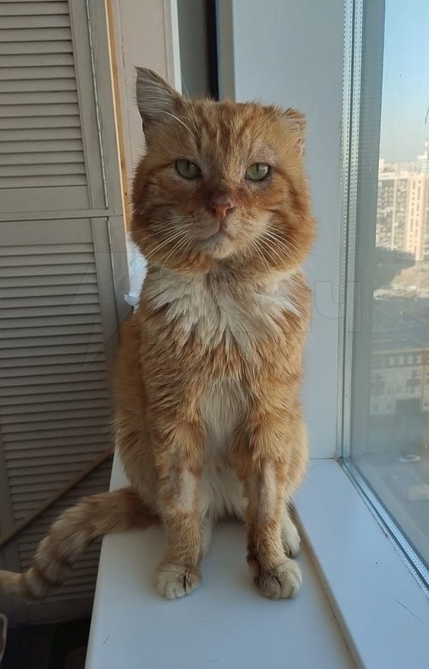 Умер кот-Хатико из Дагестана, живший на могиле хозяина