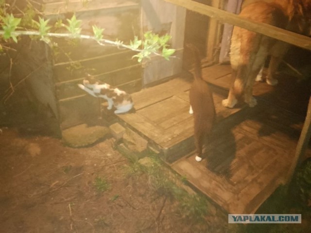 Жизнь домашнего приюта для котеек 541