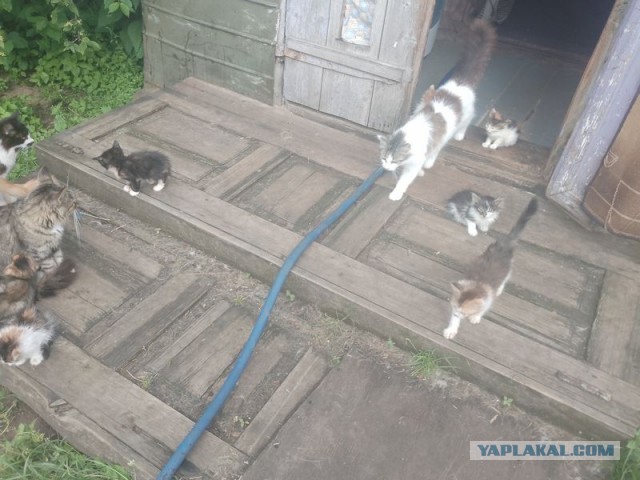 Жизнь домашнего приюта для котеек 548