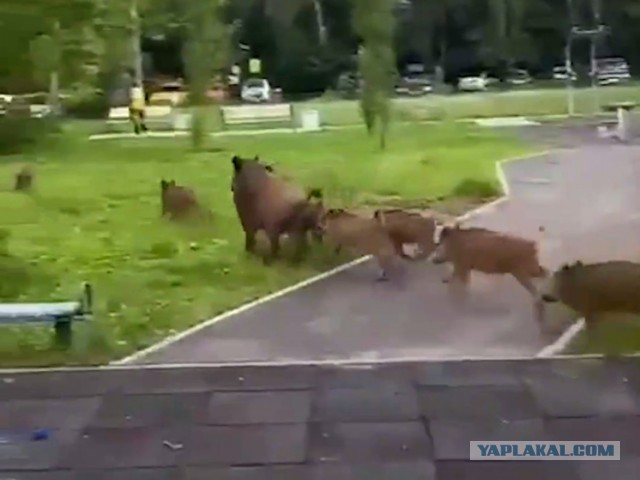 Девушку укусила кобра в парке Подмосковья — она заползла к ней в рюкзак.