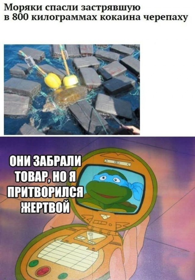 Гигантскую черепаху спасли из рыбацких сетей в Приморье.