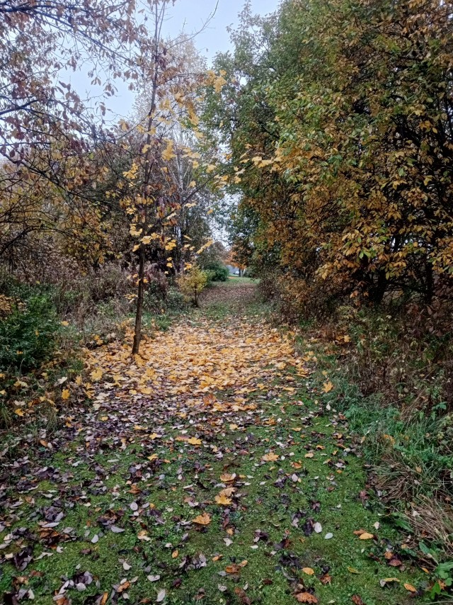 Позднеосенняя прогулка.И вселенская тоска.