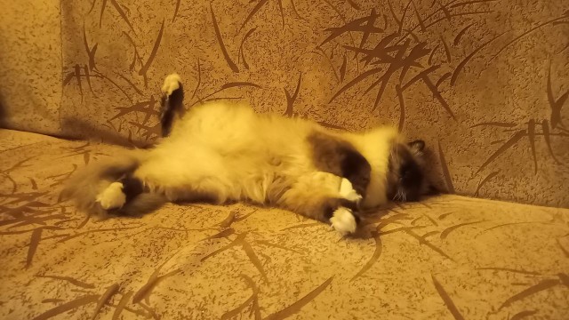 Когда киса любит одного