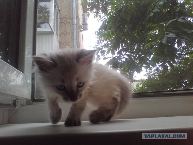 Котовторник 9.07.2013