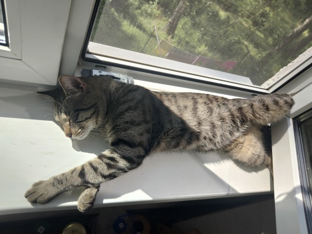 Не успел к котовторнику