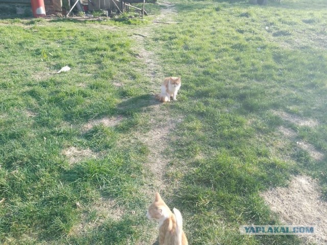 Жизнь домашнего приюта для котеек 577