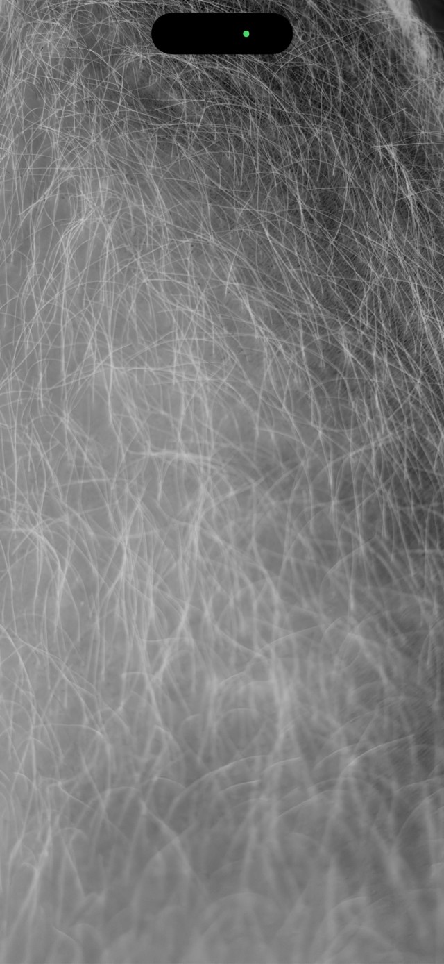 Совет дня: «Лупу» в iPhone можно использовать для поиска клещей и блок на шерсти питомца