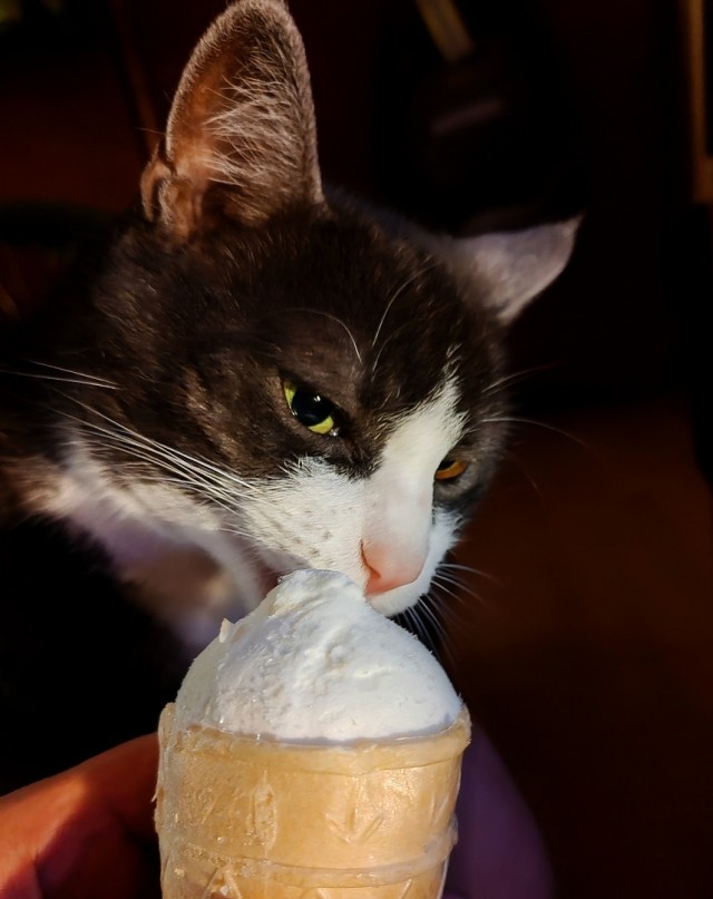 Котэвторник