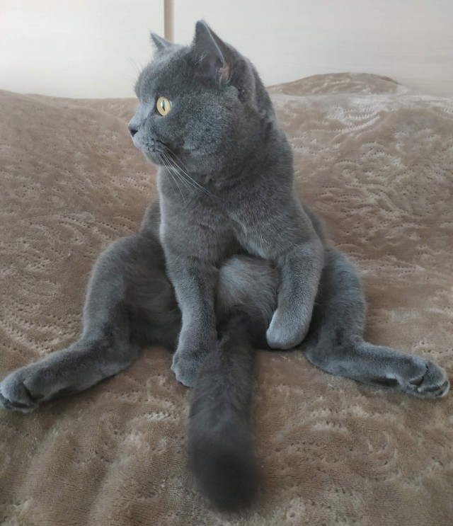 Очередной котовторник