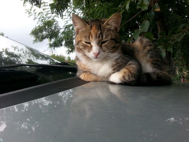 Котейка, который не знает как лежат котейки