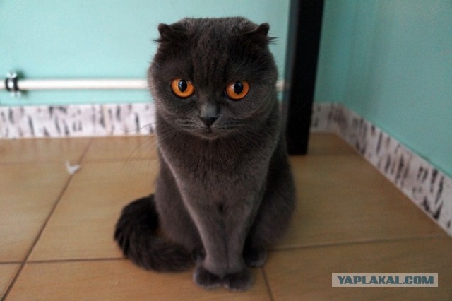 Cat Shake Up!