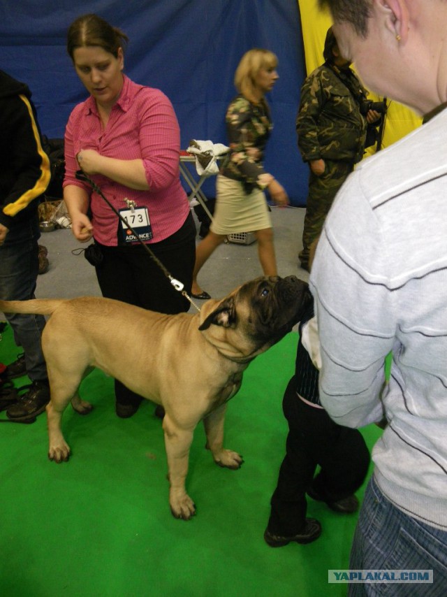 Собакочетверг на 02.01.2014