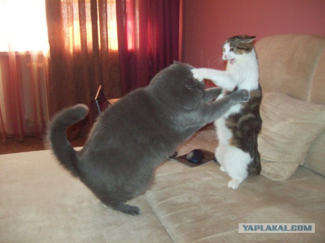 Котовторник 4.02.2014