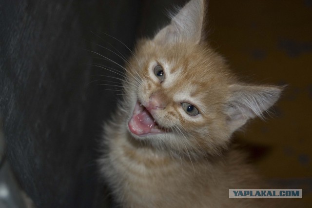 Котовторник 01.04.2014