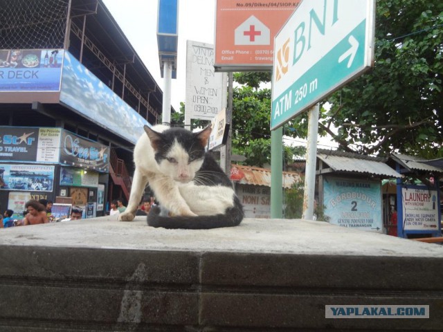 Котовторник  08.04.2014
