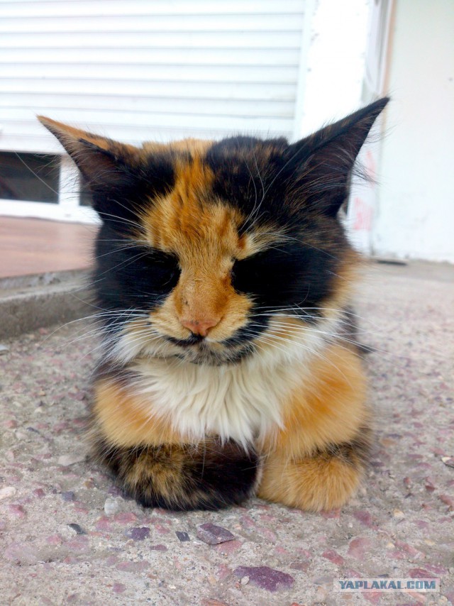 Котовторник 27.5.2014