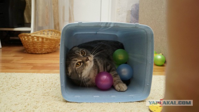 Котовторник 01.07.2014