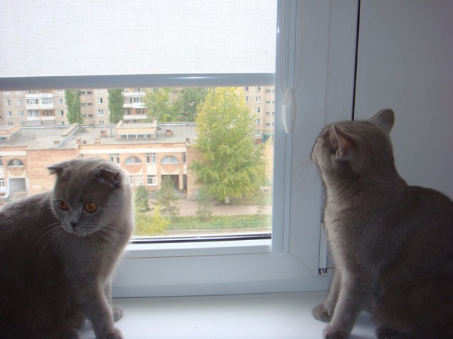 Котовторник 15.07.2014.