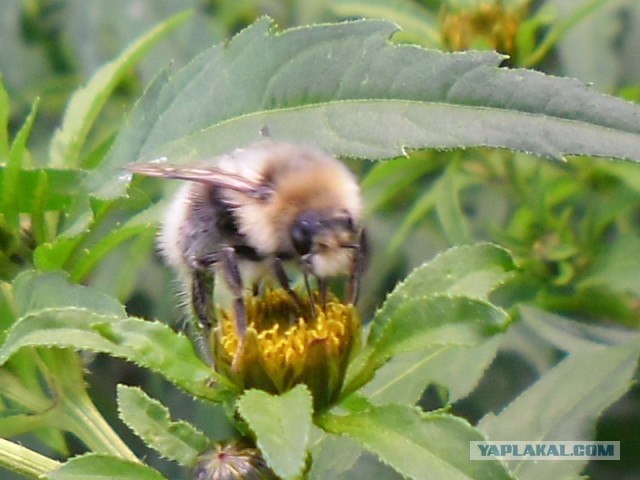 Обстановка на фронтах Юго-Востока на 17 июля