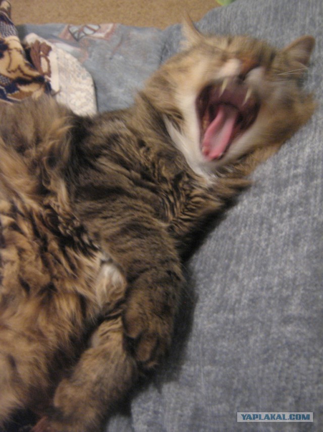 А у тебя есть фото твоей зевающей котейки ?