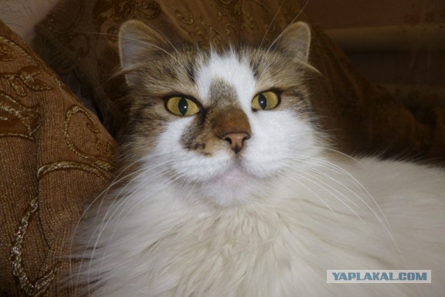 Котовторник 11.11.2014
