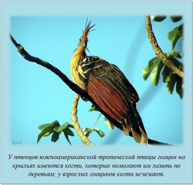 20 фактов обо всем