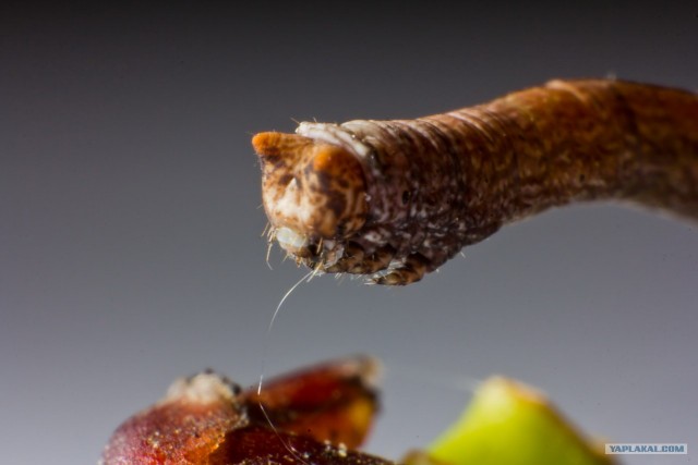 Если выйти во двор с макрообъективом, то...