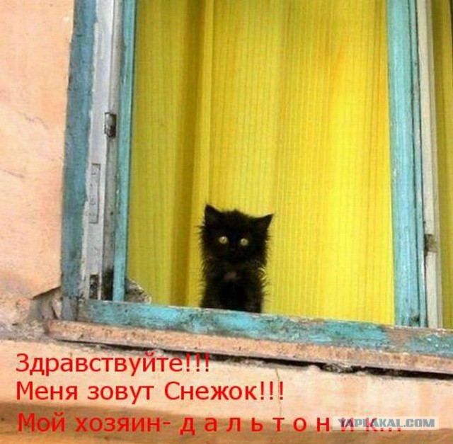 25 котофотоприколов.