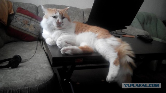 Котовторник 16.06.2015., Котовторник наступил!