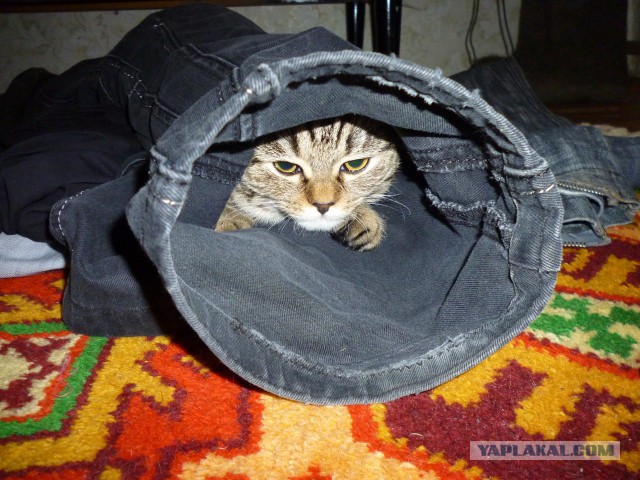 Кошки vs. пакеты
