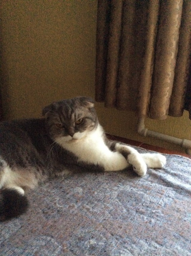 Котовторник 15-09-2015 !