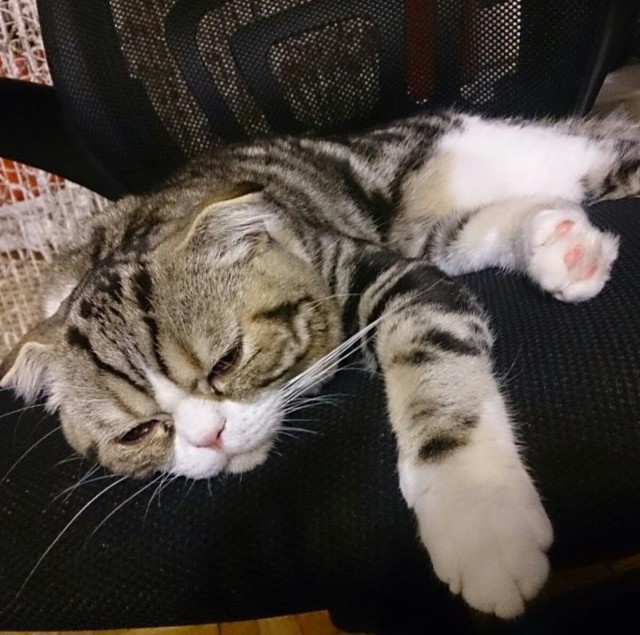 Котовторник наступил!:)