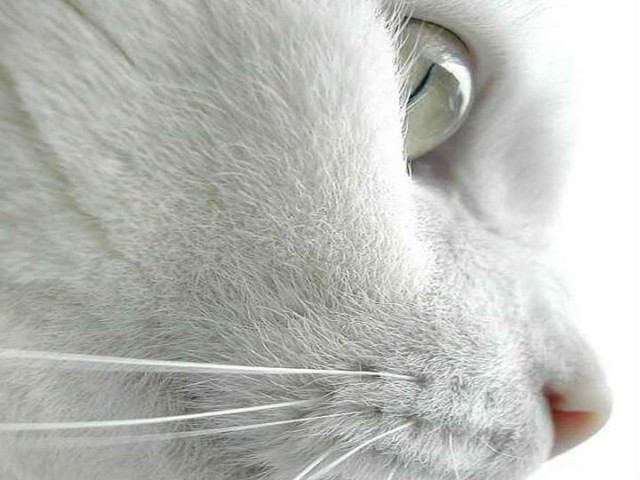 Коты, кошки, котята