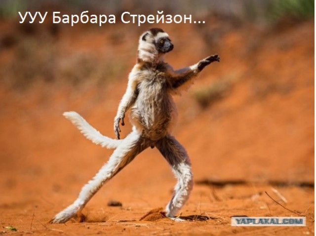 Лучшие фотографии премии "Смешная Дикая Жизнь"