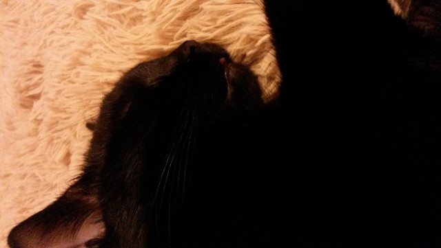Котовторник