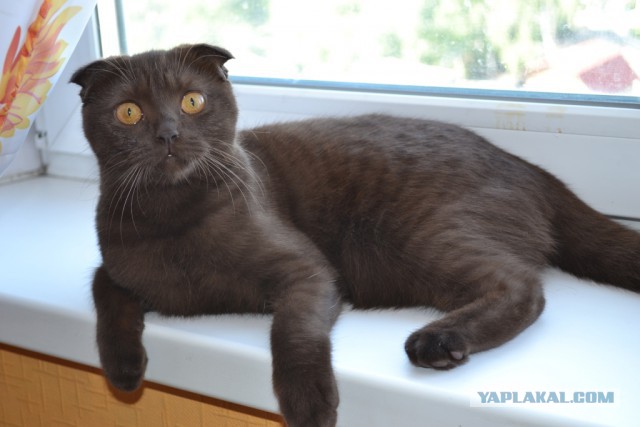 Котовторник 12.04
