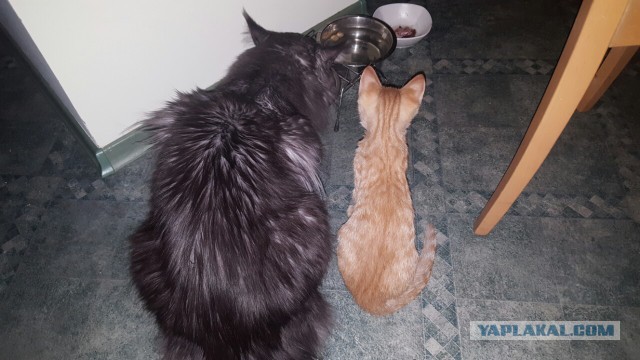 Котовторник 18.10.2016