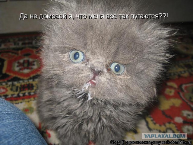 Коты из сети