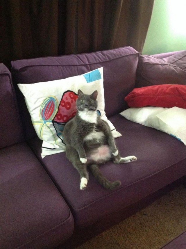 Коты из сети
