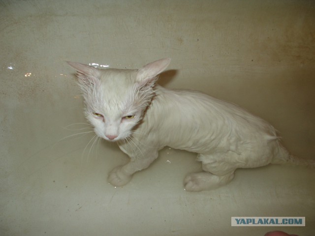 Котовторник  14.02.2017