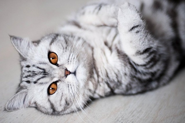 Коты и Кошки